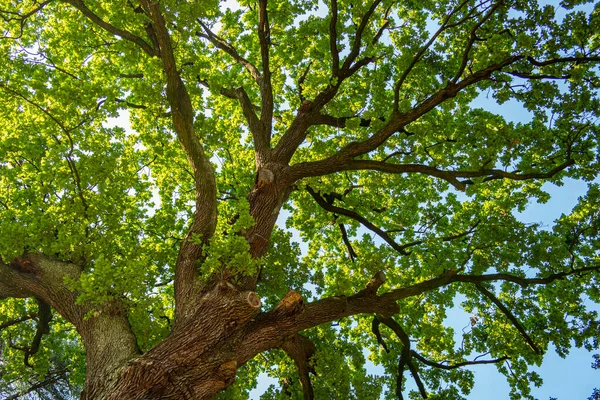 Albero Verde Nella Foresta — Foto Stock