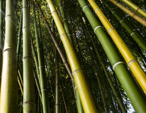 Planta Bambu Jardim — Fotografia de Stock