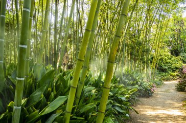 Ormandaki bambu ormanı