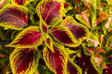 Güzel botanik fotoğrafı, doğal duvar kağıdı.