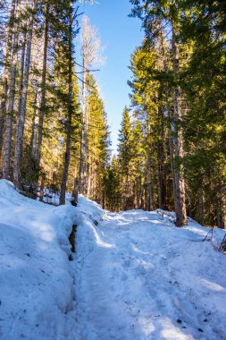 Karla kaplı ağaçlarla kaplı güzel kış manzarası