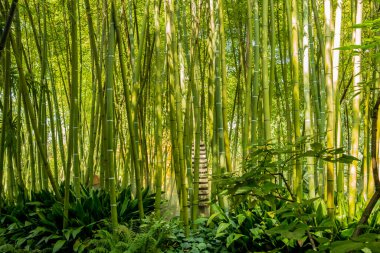 Ormandaki bambu ormanı