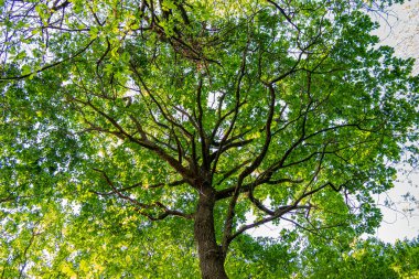 Ormandaki yeşil yapraklar
