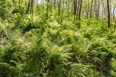 Ormandaki yeşil orman