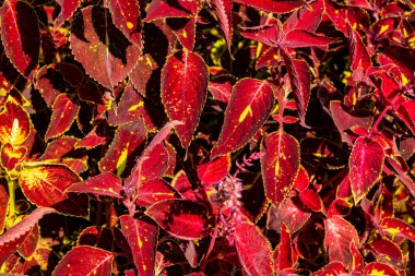 Sonbahar yaprakları, sonbahar bitkileri