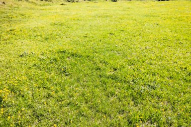 Parkta yeşil çimenler