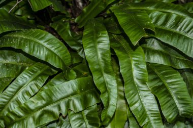 yeşil yapraklar, bitki örtüsü ve bitki örtüsü