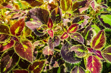 Güzel sonbahar yaprakları, sonbahar mevsimi