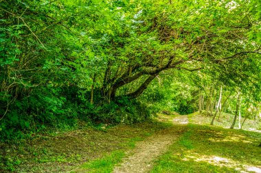 Parktaki yeşil orman