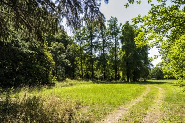 Parktaki yeşil ağaçlar.