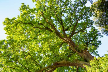 Ormandaki yeşil ağaç