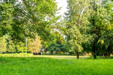 Parktaki yeşil ağaçlar