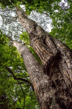 Ormandaki yeşil ağaç