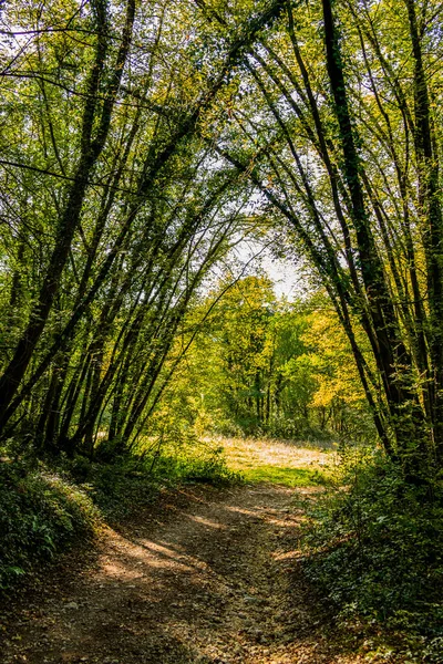 Prachtig Herfstbos Met Bomen Groene Bladeren — Stockfoto