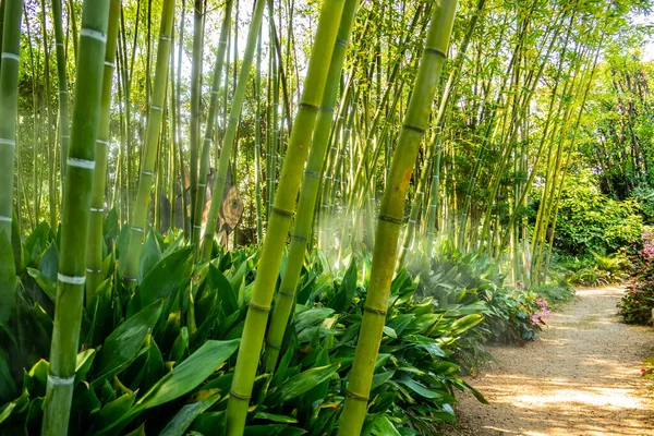 Бамбуковый Лес Джунглях — стоковое фото