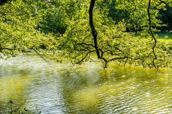 beautiful view of the river in the forest