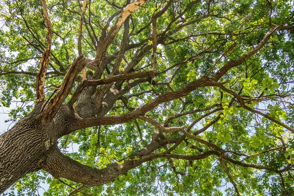 森の中の木の枝 — ストック写真