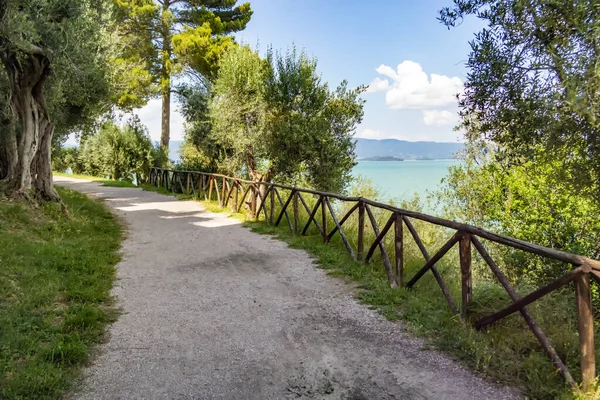 Trasimeno Gölü Manzarası Zeytin Koruluğu Umbria Talya — Stok fotoğraf