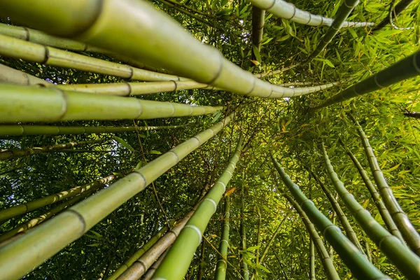Bosque Bambu Floresta — Fotografia de Stock