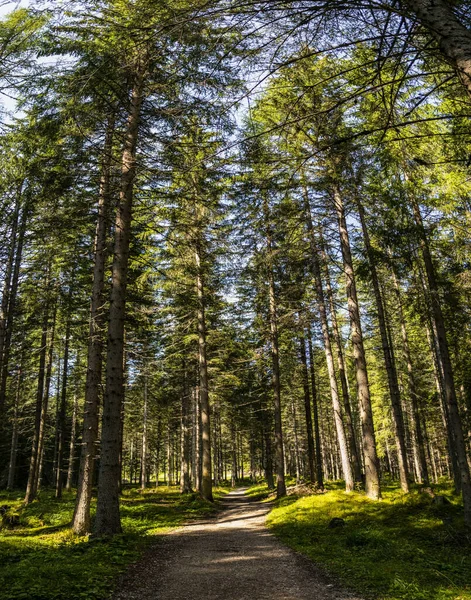 Bergpad Omgeven Door Groen — Stockfoto