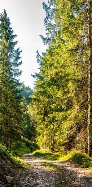 Prachtig Landschap Met Bomen Bos — Stockfoto