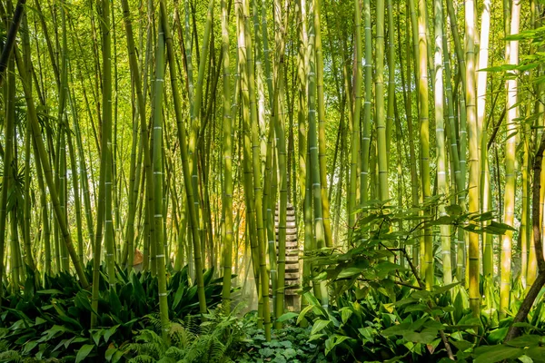 Бамбуковый Лес Джунглях — стоковое фото