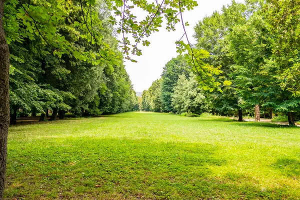 Ağaçları ve yeşilliği olan yeşil bir park