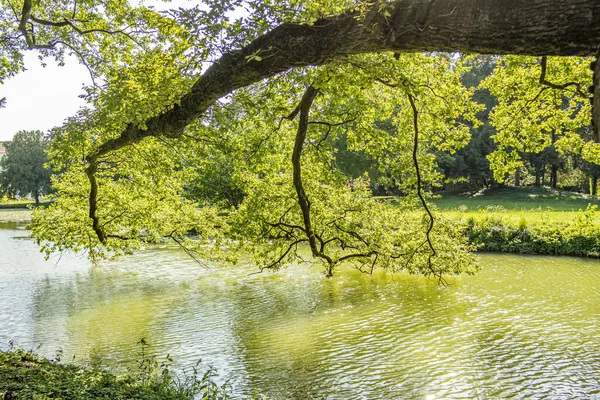 Schöner Blick Auf Den See Park — Stockfoto