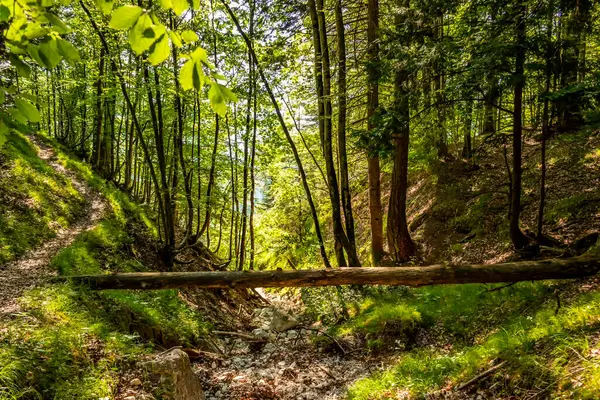 Een Verticale Close Van Een Groen Bospad Omgeven Door Groen — Stockfoto