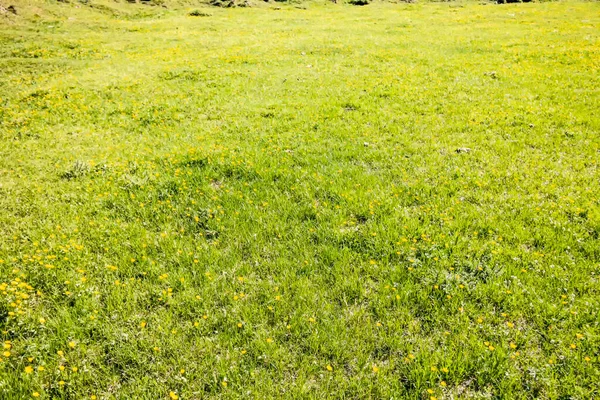 Parkta yeşil çimenler