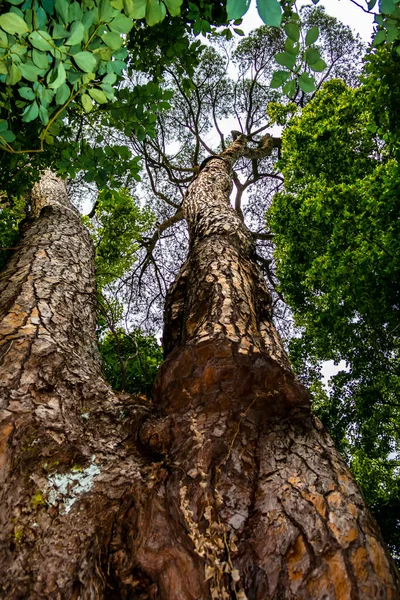 森の木の幹 — ストック写真