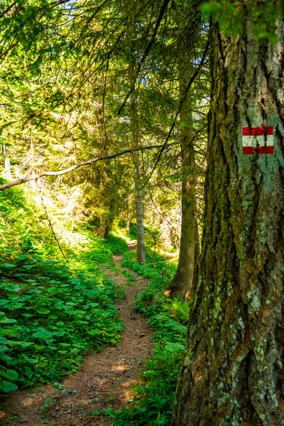 Bergpad Tussen Dennenbomen — Stockfoto