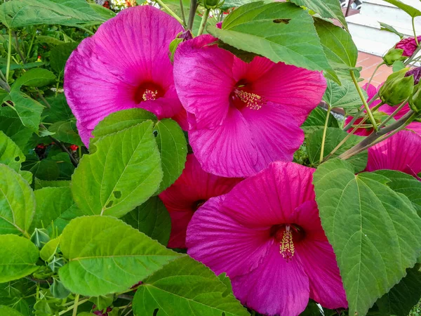 Belle Fleur Hibiscus Rose Dans Jardin — Photo