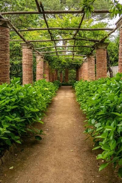 Mooie Tuin Met Groene Planten — Stockfoto