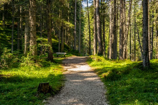 Een Pad Het Bos — Stockfoto