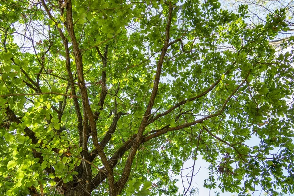 森の中の木の緑の葉 — ストック写真