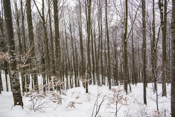 Pins Couverts Neige Hiver — Photo