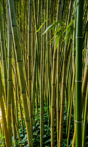 Caules Bambu Com Folhas Verdes — Fotografia de Stock