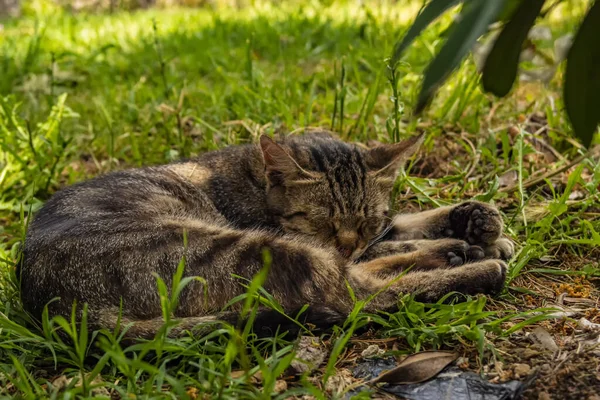 Gato Acostado Hierba —  Fotos de Stock