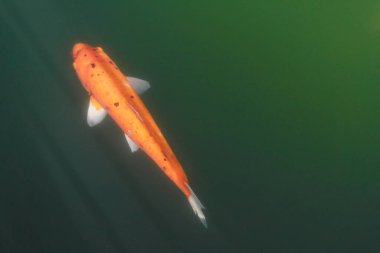 Suyun içindeki güzel renkli koi balığı