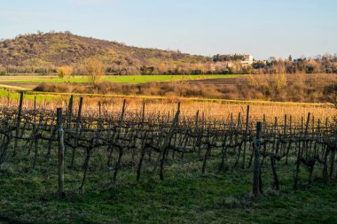 Euganean Tepeleri 'nin bir üzüm bağına ve Battaglia Terme' deki Catajo Şatosu 'na bakın.