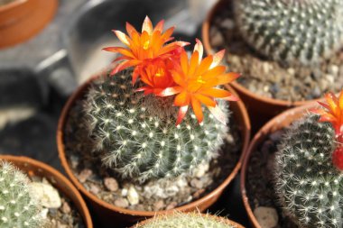 Tenceredeki kaktüse yaklaş.