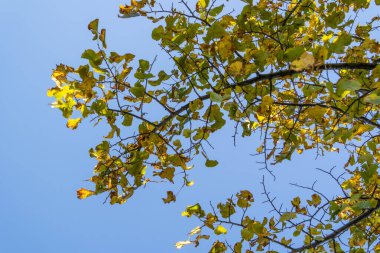 Ormandaki ağaçta sarı yapraklar