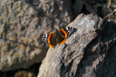 Bir kayanın üzerindeki kelebeğe yaklaş