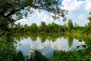 Nehir ve ağaçlarla dolu güzel bir yaz manzarası