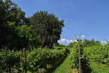 Ormanda yeşil ağaçlar