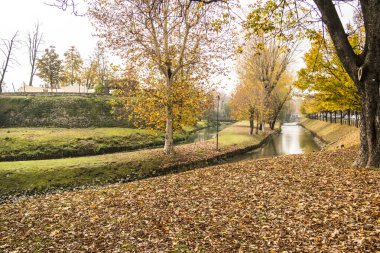 Sonbahar ağaçları, sonbahar yaprakları