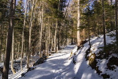Karlı güzel kış ormanı