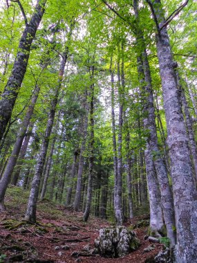 Dağlardaki güzel orman