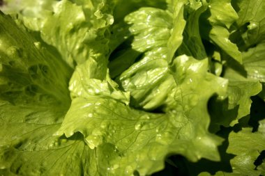 Taze yeşil marul yakın çekim